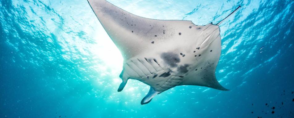 Maldives - A Honeymoon to Oman and the Maldives