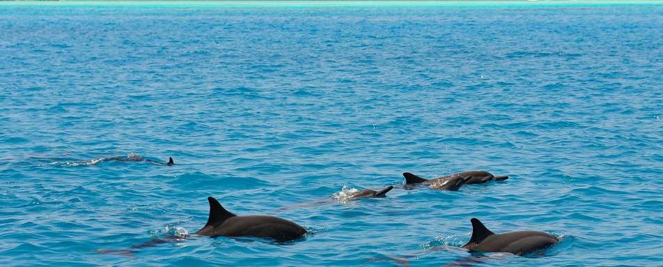 Dolphins - A Honeymoon to Oman and the Maldives