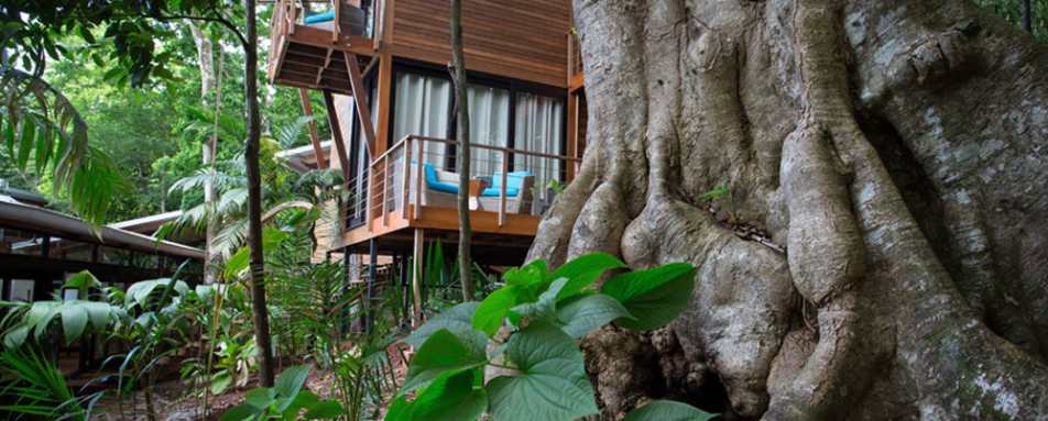 Amongst the trees - Isla Palenque