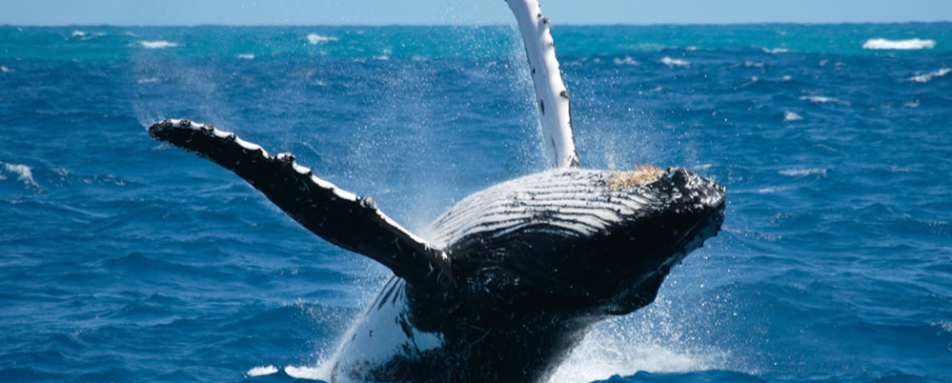 Humpback whale - Isla Palenque
