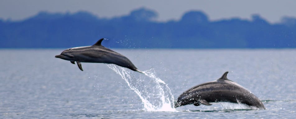 Private Dolphin Bay Coral Cay Red Frog Beach Experience