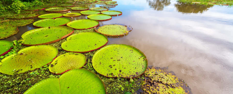 Giant lily pads 