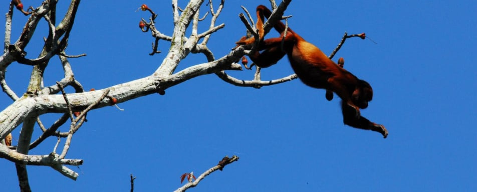 Howler Monkey - Aria Amazon
