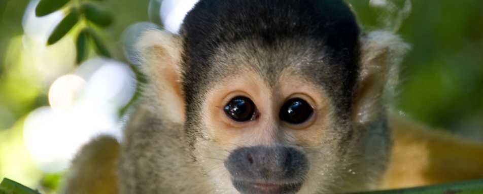 Squirrel Monkey - Delfin III