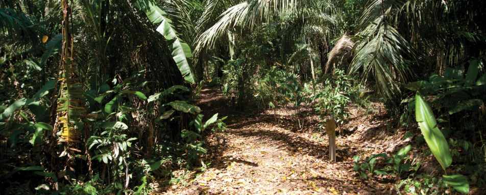 Jungle trails  - Hacienda Concepción 