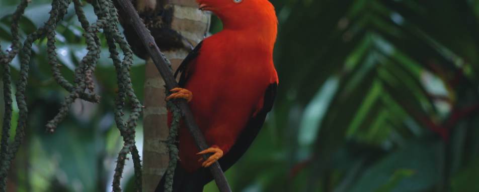 Jungle birdlife - Inkaterra Machu Picchu 