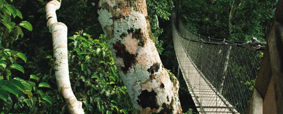 Canopy Walkway - Reserva Amazonica