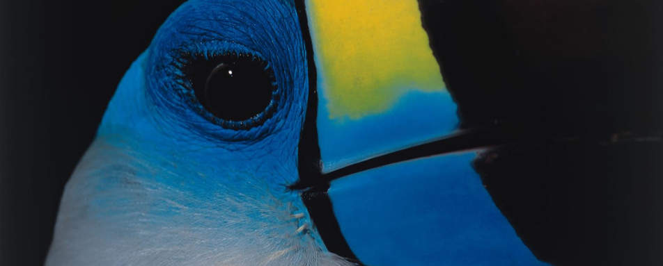 Great Wildlife Viewing - Reserva Amazonica