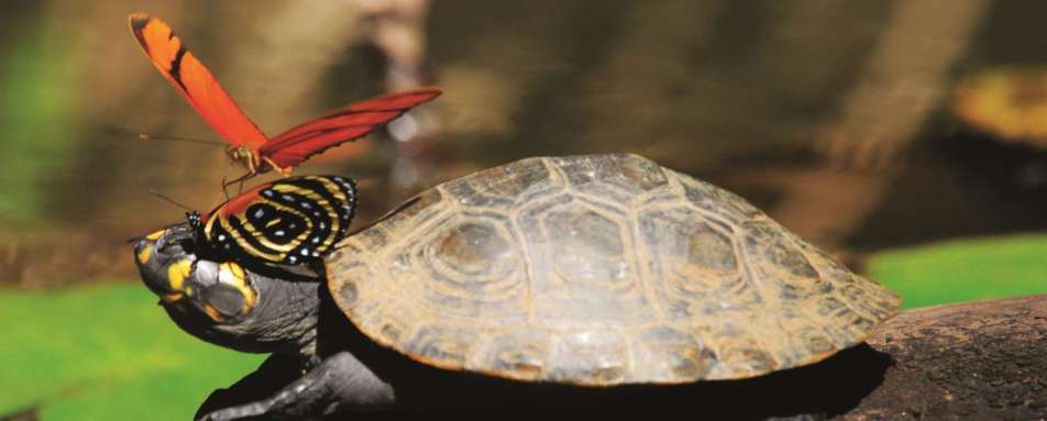 Terrapin and butterflies - Reserva Amazonica
