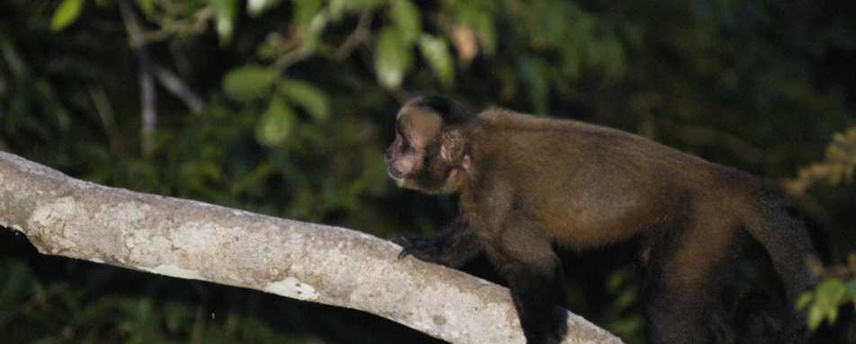 Brown Capuchin - Refugio Amazonas