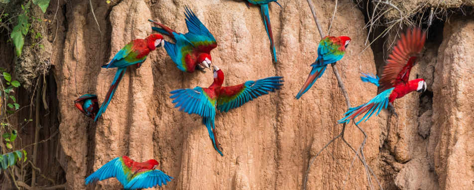 Exploring the Amazon