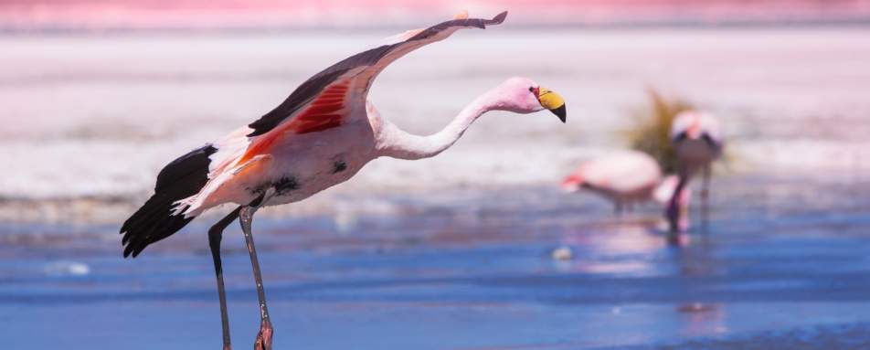 Flamingos near the salt flats 