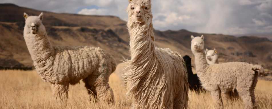 Alpacas and Llamas in the Sacred Valley 
