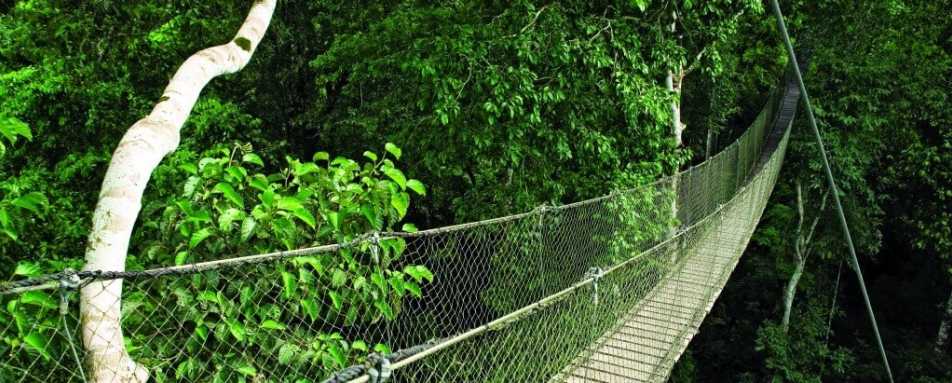 Amazon canopy walks 