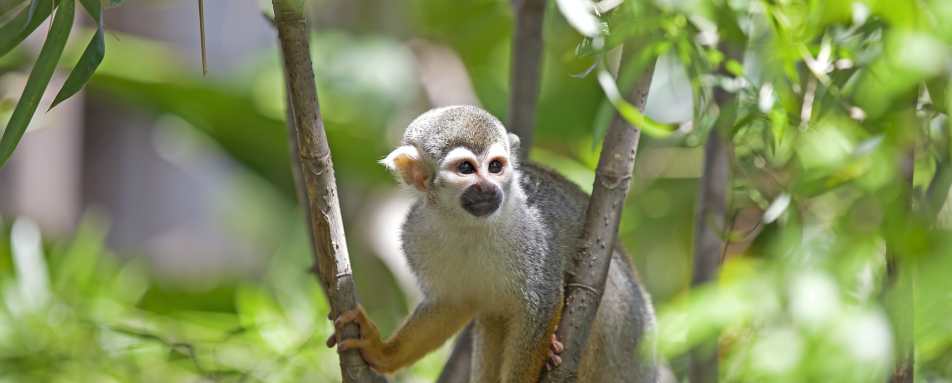 Wildlife - Ultimate Peru