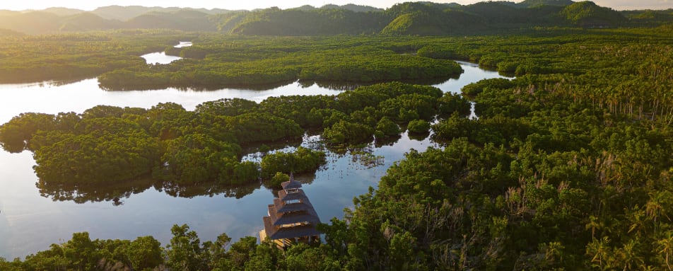 Mangroves pagoda 