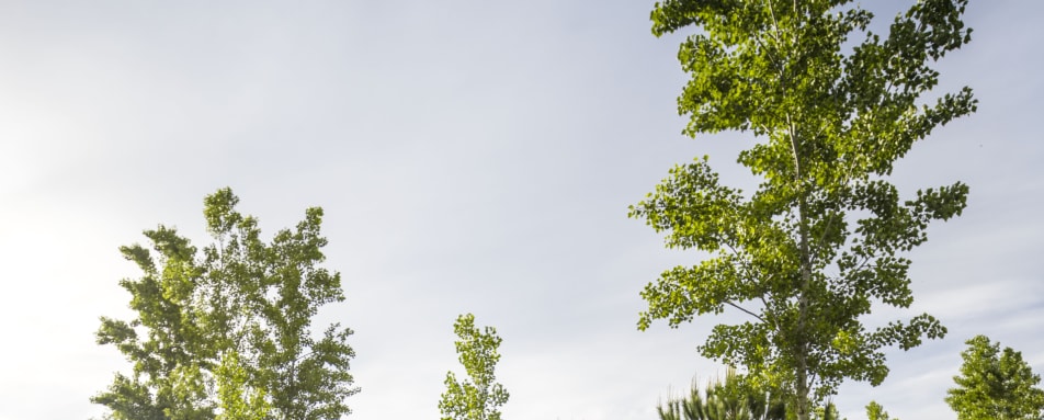 Garden and Main Area 