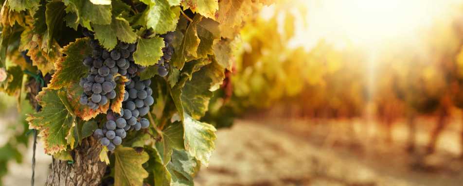 Grapes - Wine Country of Portugal: Porto and the Douro Valley