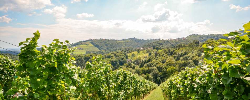 Vineyards - Wine Country of Portugal: Porto and the Douro Valley