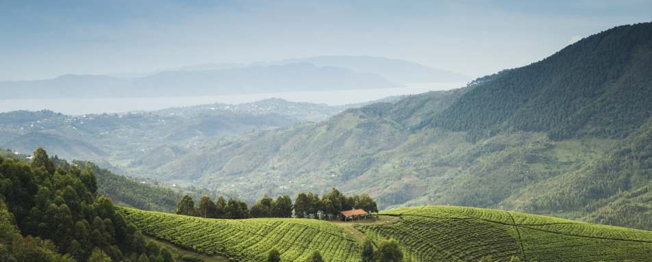 Forest scenery - Nyungwe House