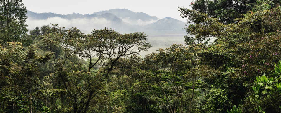 Forest - Nyungwe House