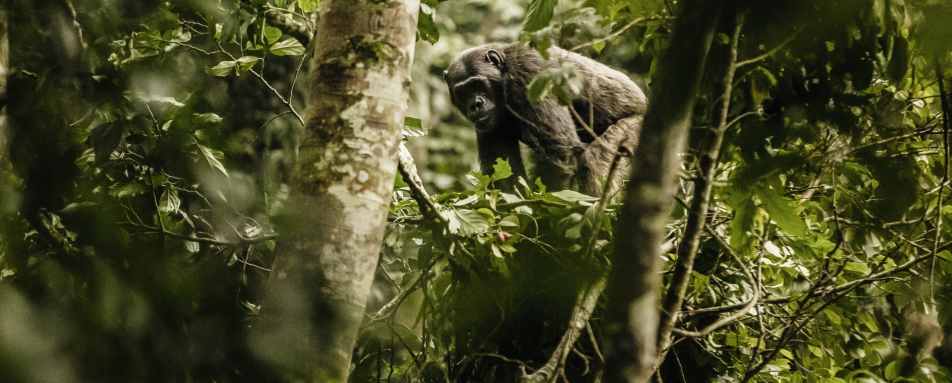 Chimp Trekking - Nyungwe House