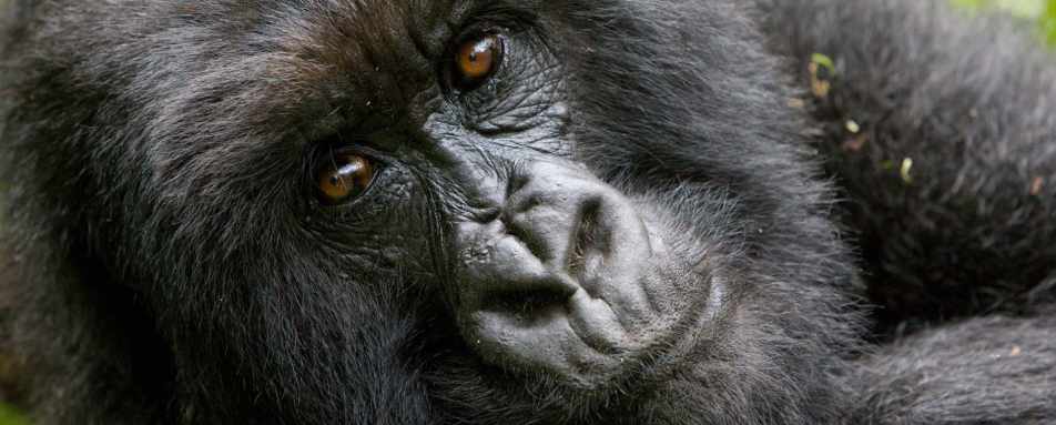 Gorilla - Twin Centre Rwanda and Cape Town