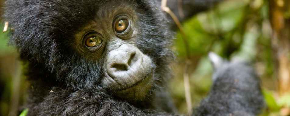 Baby Gorilla - Twin Centre Rwanda and Cape Town
