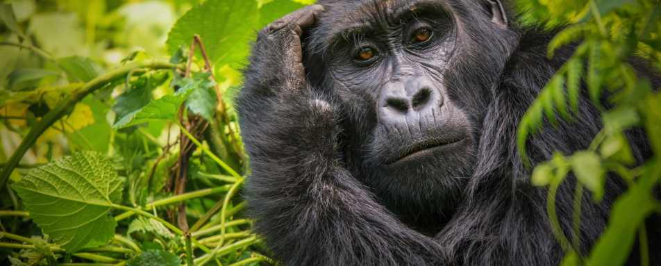Mountain Gorilla - Highlights of Rwanda