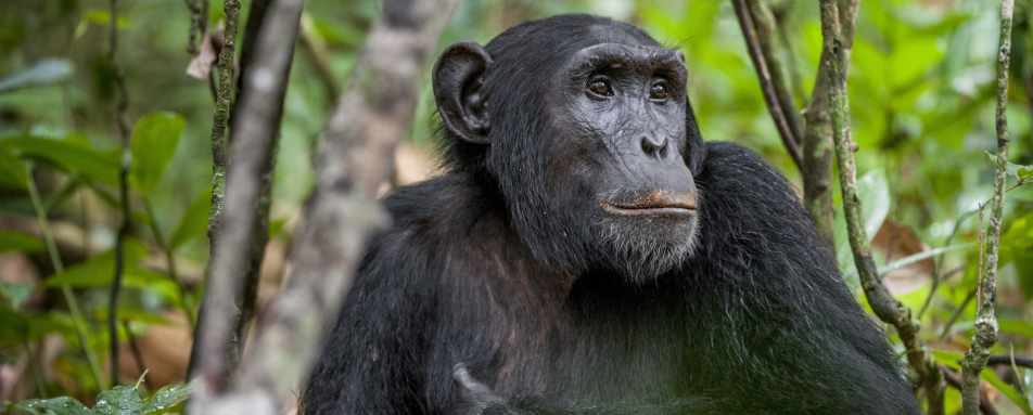 Chimpanzee - Highlights of Rwanda