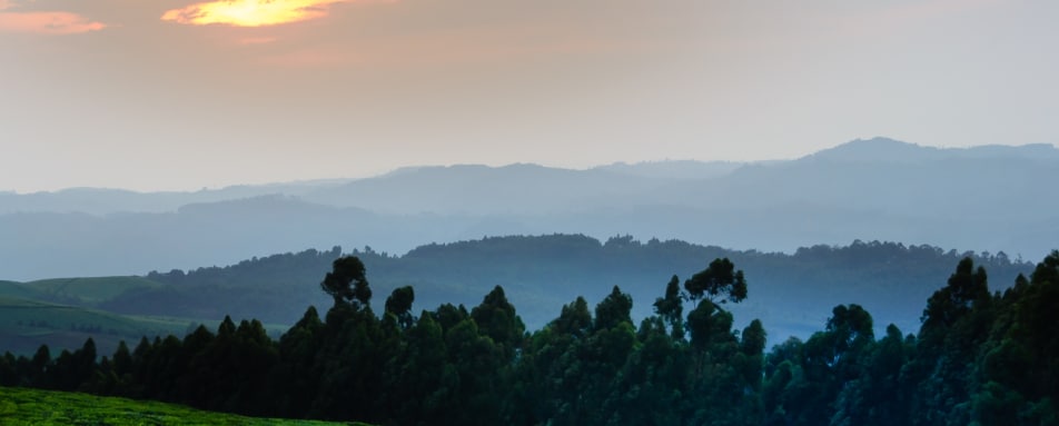 Nyungwe Forest - Highlights of Rwanda