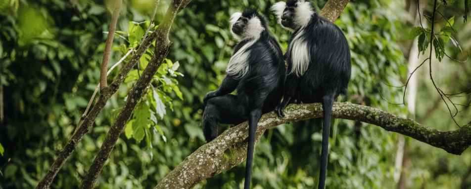 Colobus Monkey