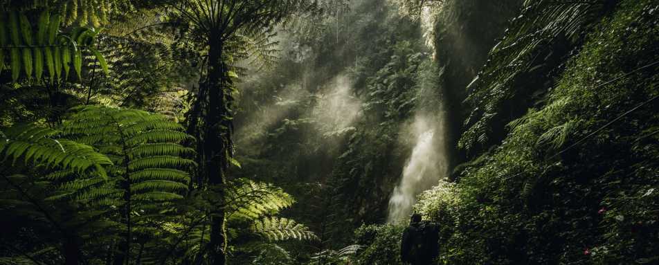 Waterfall trek- Nyungwe