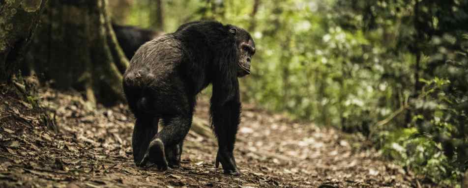 Chimpanzee Trek