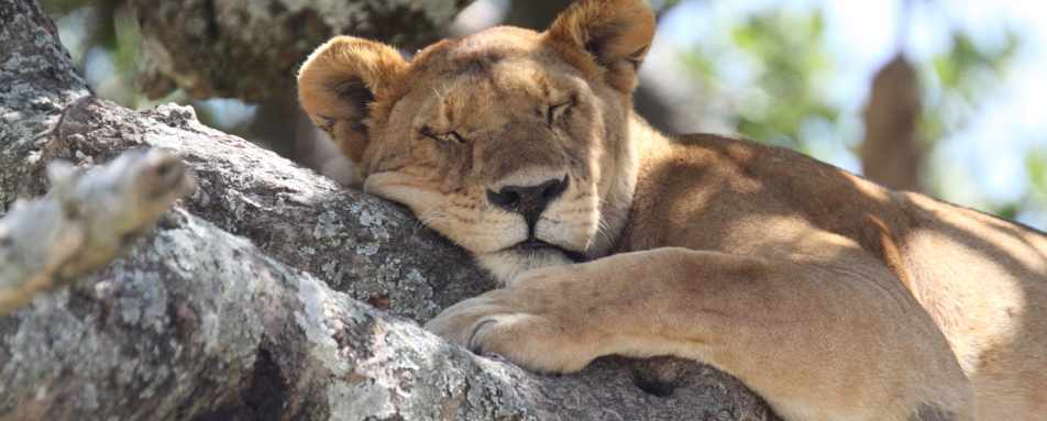 Serengeti - Rwanda and Tanzania in Ultimate Luxury