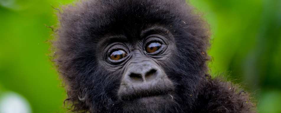 Mountain gorilla baby - Rwanda and Tanzania in Ultimate Luxury