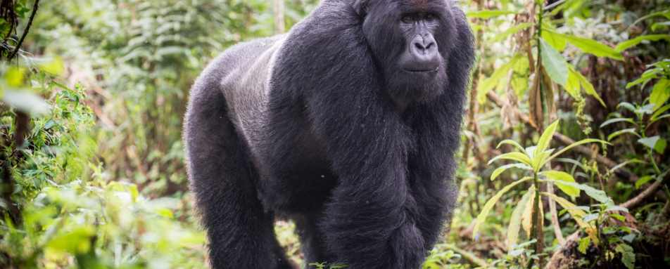 Silverback - Rwanda and Tanzania in Ultimate Luxury