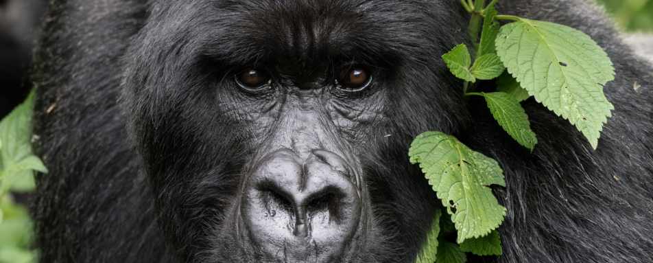 Mountain Gorilla