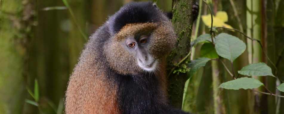 Golden monkey  - Primates, Predators and Paradise