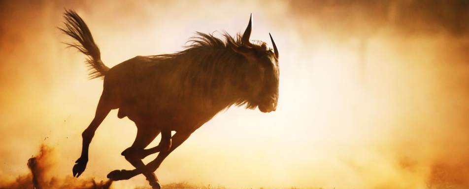 Wildebeest in the Serengeti  - Primates, Predators and Paradise