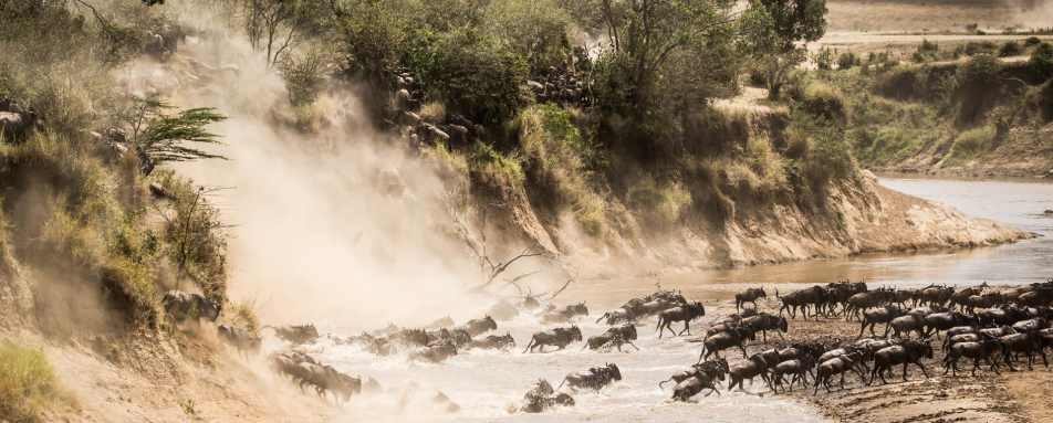 Great Migration  - Primates, Predators and Paradise