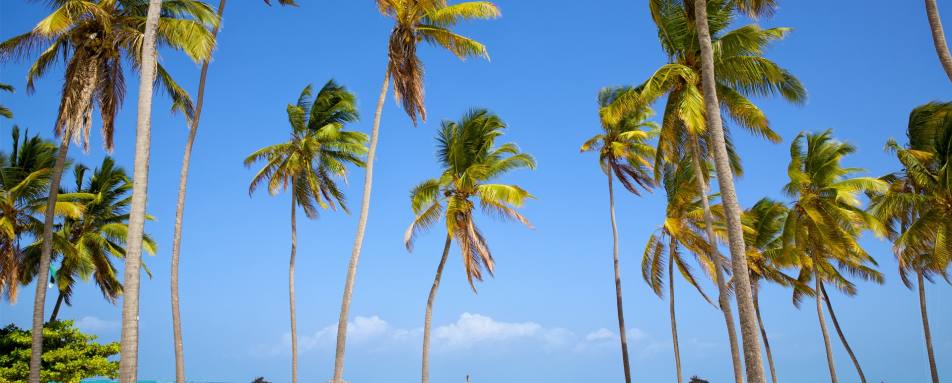 Palm trees Zanzibar - Romantic Rwanda and Tanzania