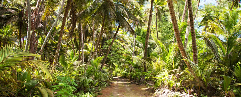 Forest - Alphonse Island