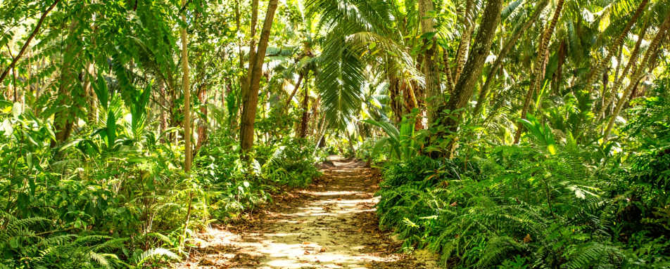 Forest - Denis Private Island