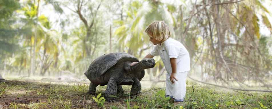 Giant Tortoise - Four Seasons Resort Seychelles at Desroches Island