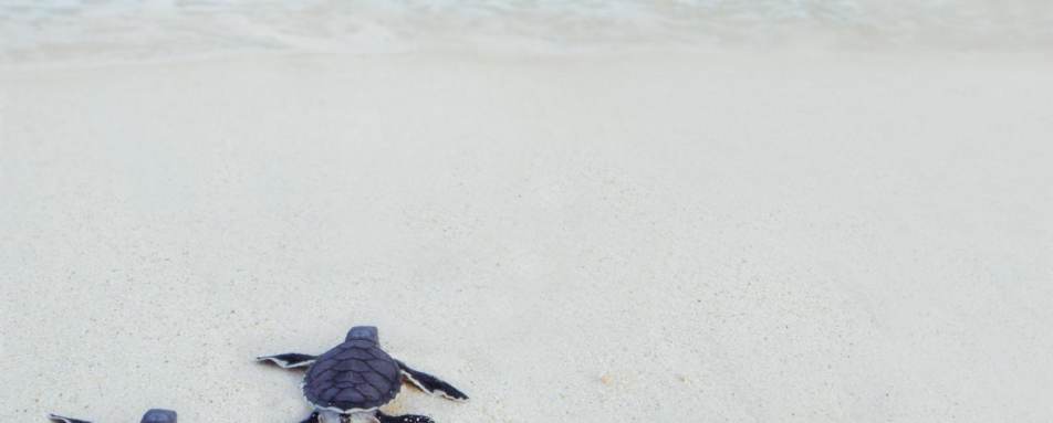 Turtles - Desroches Island Lodge