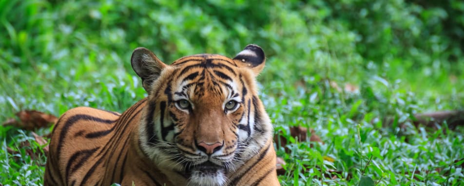 Eastern Oriental Wild Malaysia Day 2