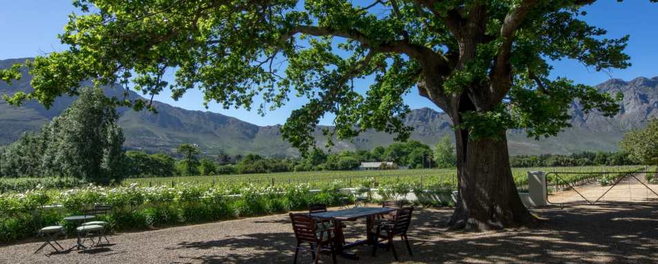 The oak tree and vineyards - Auberge Clermont