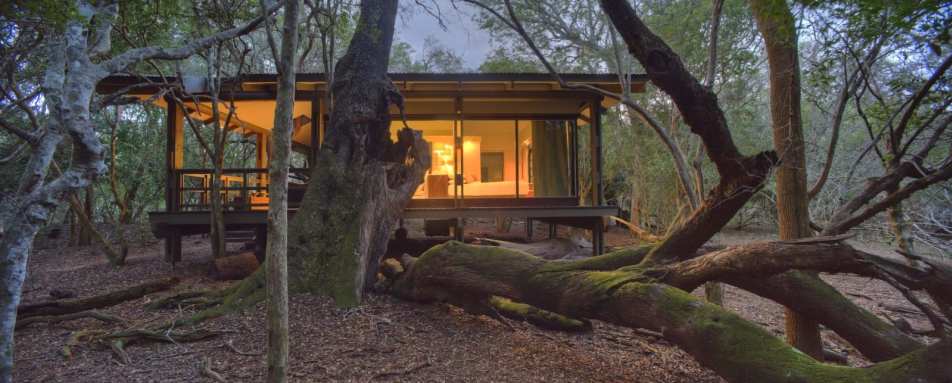 Suite - Phinda Forest Lodge