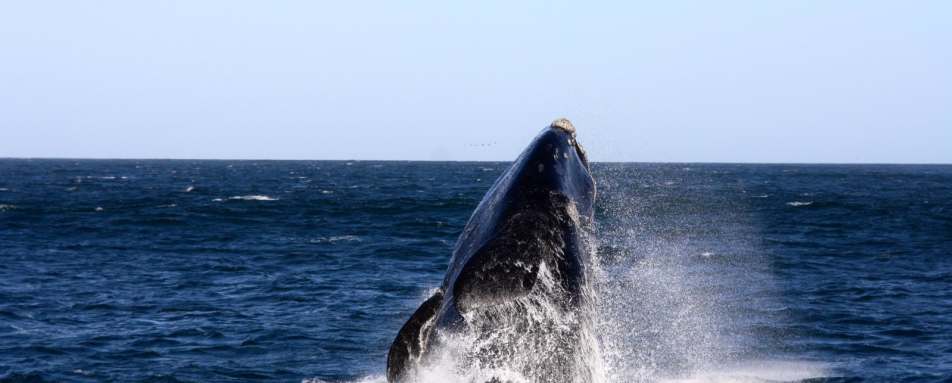 Whale watching - Birkenhead House